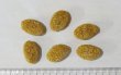 画像3: CAP! 鳥の餌 賞味期限2026/7/20ズプリーム ナチュラル L ラージパロット 20#（9.07kg） (3)
