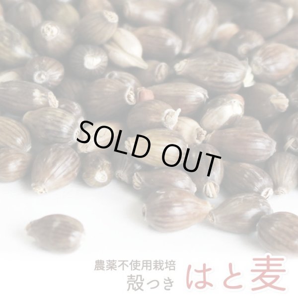 画像1: CAP! 鳥の餌 賞味期限2026/9/30 農薬不使用【国内産】殻つき はと麦 100g★ (1)