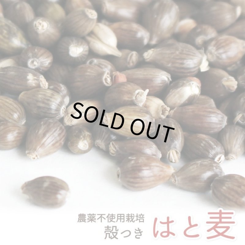 画像1: CAP! 鳥の餌 賞味期限2027/8/31 農薬不使用【国内産】殻つき はと麦 100g★ (1)
