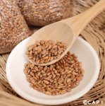 画像2: CAP! 鳥の餌 賞味期限2026/10/31【国内産】小麦 1kg　★ (2)