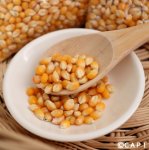 画像2: CAP! 鳥の餌 賞味期限2026/10/3　【国内産】とうもろこし（粒）500g　★ (2)