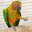 画像3: CAP! 鳥の餌 賞味期限2026/3/24 ラフィーバー ニュートリベリー オカメインコ 10oz（284ｇ） (3)