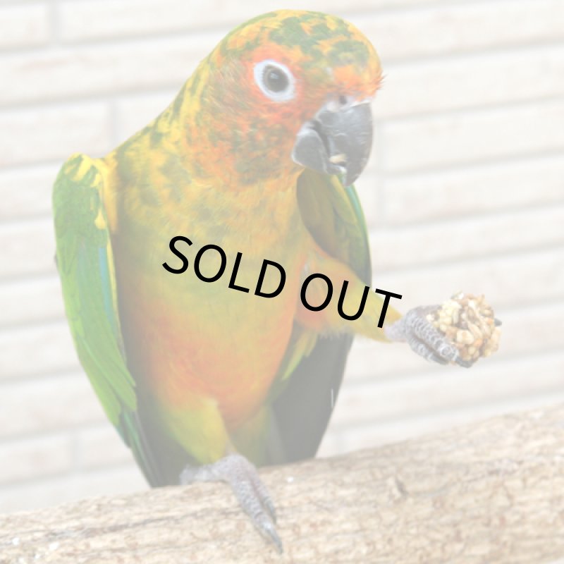 画像3: CAP! 鳥の餌 賞味期限2026/11/15 ラフィーバー ニュートリベリー オカメインコ 10oz（284ｇ） (3)