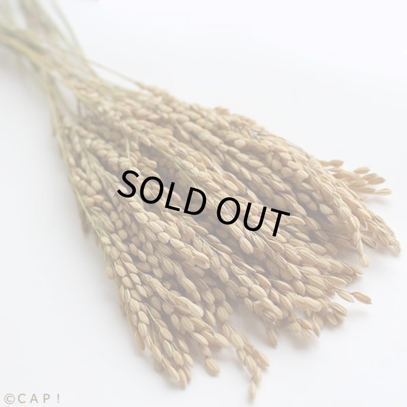 画像2: CAP! 鳥の餌 賞味期限2027/7/31【熊本県産】有機JAS認定品 稲穂 50g 2025年産 ろのわ※青ラベル※ ★ (2)