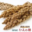 画像1: CAP! 鳥の餌 賞味期限2026/6/30【国内産】農薬不使用 ひえの穂 100g 2022年産 ★ (1)