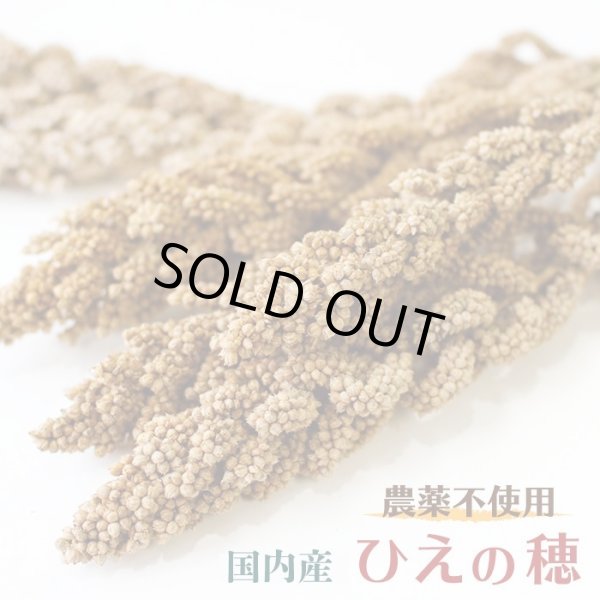 画像1: CAP! 鳥の餌 賞味期限2026/6/30【国内産】農薬不使用 ひえの穂 100g 2022年産 ★ (1)