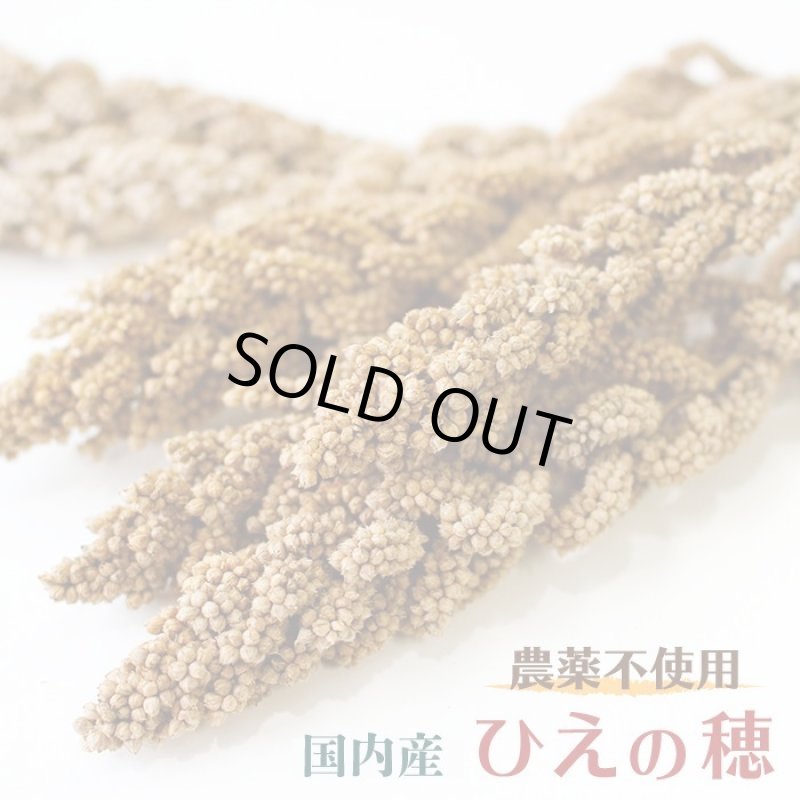 画像1: CAP! 鳥の餌 賞味期限2026/6/30【国内産】農薬不使用 ひえの穂 100g 2022年産 ★ (1)