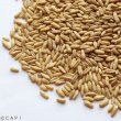 画像2: CAP! 鳥の餌 賞味期限2025/10/17　むきオーツ300g 化学農薬・化学肥料不使用栽培品★ (2)