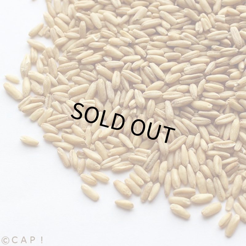 画像2: CAP! 鳥の餌 賞味期限2026/10/30　むきオーツ300g 化学農薬・化学肥料不使用栽培品★ (2)