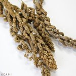 画像2: CAP! 鳥の餌 賞味期限2026/6/30【国内産】農薬不使用 ひえの穂 100g 2022年産 ★ (2)