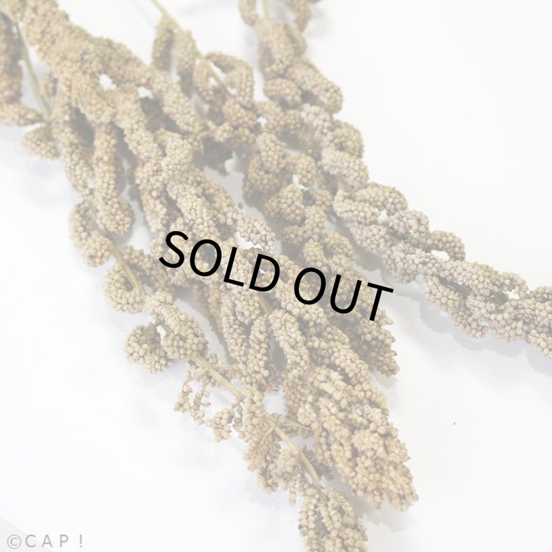 画像2: CAP! 鳥の餌 賞味期限2026/6/30【国内産】農薬不使用 ひえの穂 100g 2025年産 ★ (2)