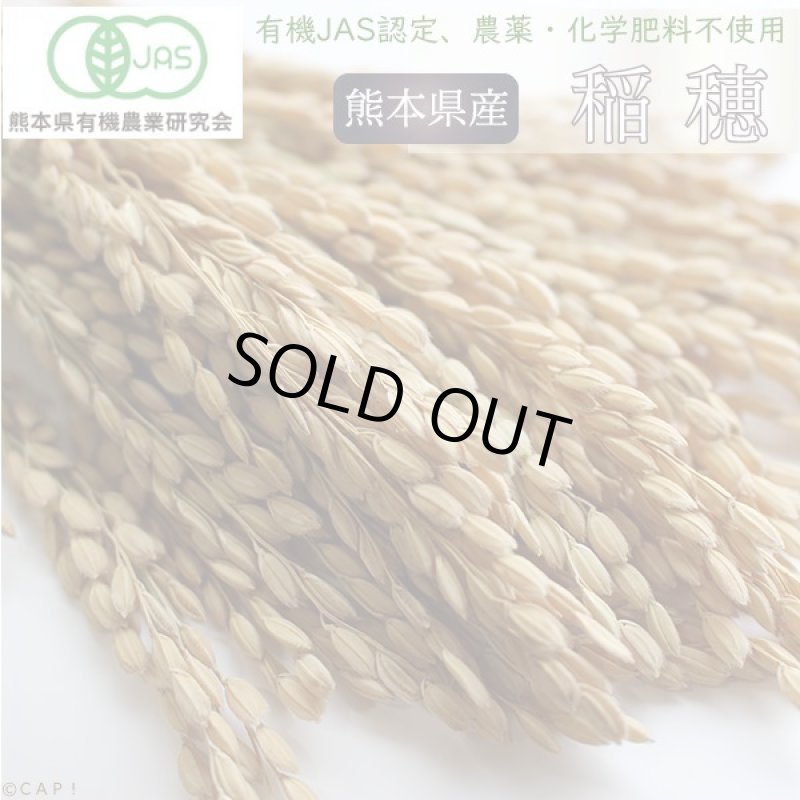 画像1: CAP! 鳥の餌 賞味期限2026/12/31【熊本県産】有機JAS認定品 稲穂 50g 2024年産 ろのわ※青ラベル※ ★ (1)