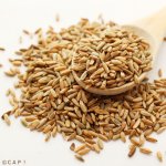 画像2: CAP! 鳥の餌 賞味期限2026/10/31　 農薬・化学肥料不使用栽培 ライ麦 100g ★ (2)
