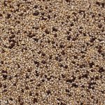 画像2: CAP! 鳥の餌 賞味期限2027/3/31冬季ミックス 小型鳥 100g★ (2)