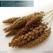 画像2: CAP! 鳥の餌 賞味期限2026/10/31 ※LN50※【熊本県産】有機JAS認定品 粟の穂【極】 50g 2024年産 ★ (2)
