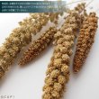 画像3: CAP! 鳥の餌 賞味期限2026/10/31 ※LN50※【熊本県産】有機JAS認定品 粟の穂【極】 50g 2024年産 ★ (3)
