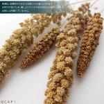 画像3: CAP! 鳥の餌 賞味期限2026/12/31 ※LN50※【熊本県産】有機JAS認定品 粟の穂【極】 50g 2024年産 ★ (3)