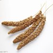 画像2: CAP! 鳥の餌 賞味期限2026/7/31【熊本県産】有機JAS認定品 白粟の穂 100g 2022年産★ (2)