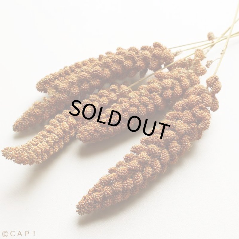 画像2: CAP! 鳥の餌 賞味期限2025/11/30【熊本県産】有機JAS認定品 赤粟の穂 100g 2023年産 ★ (2)