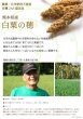 画像4: CAP! 鳥の餌 賞味期限2026/9/30　【熊本県産】有機JAS認定品 白粟の穂 50g 2022年産 ★ (4)
