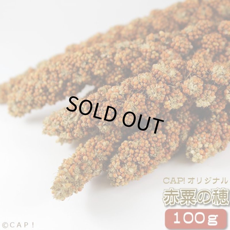 画像1: CAP! 鳥の餌 賞味期限2028/4/30赤粟の穂 100g★ (1)