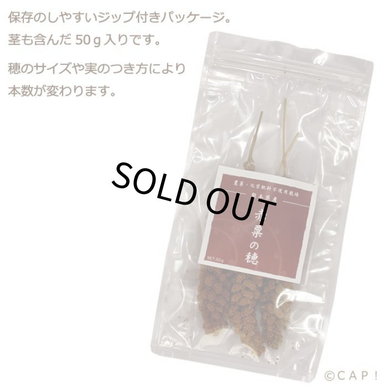 画像3: CAP! 鳥の餌 賞味期限2025/11/30【熊本県産】有機JAS認定品 赤粟の穂 50g 2023年産  ★ (3)