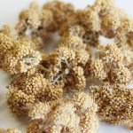 画像2: CAP! 鳥の餌 賞味期限2026/6/30※CW30※【熊本県産】有機JAS認定品 カット白粟の穂 30g 2022年産★ (2)