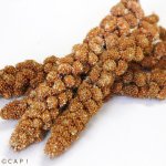 画像2: CAP! 鳥の餌 賞味期限2026/12/31　赤粟の穂 500g★ (2)
