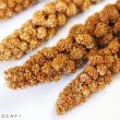 画像3: CAP! 鳥の餌 賞味期限2026/10/31　赤粟の穂 500g★ (3)