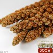 画像1: CAP! 鳥の餌 賞味期限2026/10/31　赤粟の穂 500g★ (1)