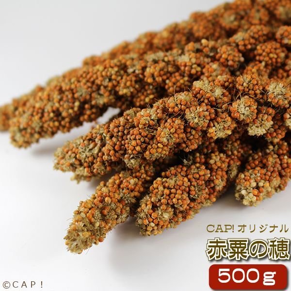 画像1: CAP! 鳥の餌 賞味期限2026/10/31　赤粟の穂 500g★ (1)