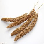 画像2: CAP! 鳥の餌 賞味期限2026/11/30　【熊本県産】有機JAS認定品 白粟の穂 50g 2022年産 ★ (2)