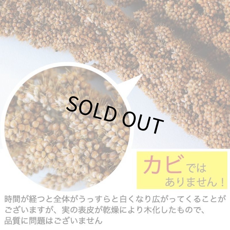画像4: CAP! 鳥の餌 賞味期限2025/11/30【熊本県産】有機JAS認定品 赤粟の穂 50g 2023年産  ★ (4)