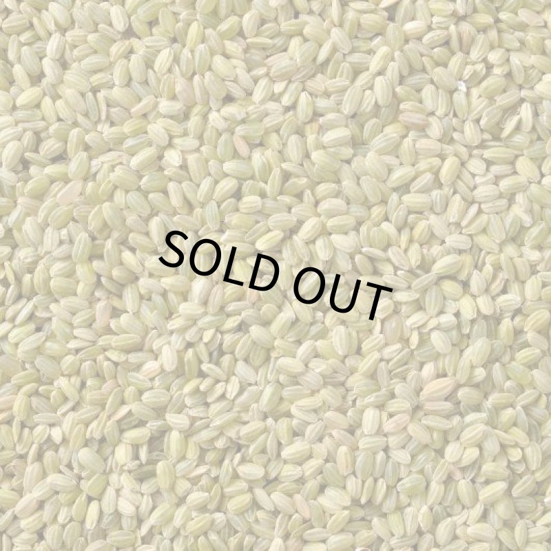 画像2: CAP! 鳥の餌 賞味期限2027/3/31【黒瀬ペットフード】KTS-23 国産 井野さん家の青米 40g (2)