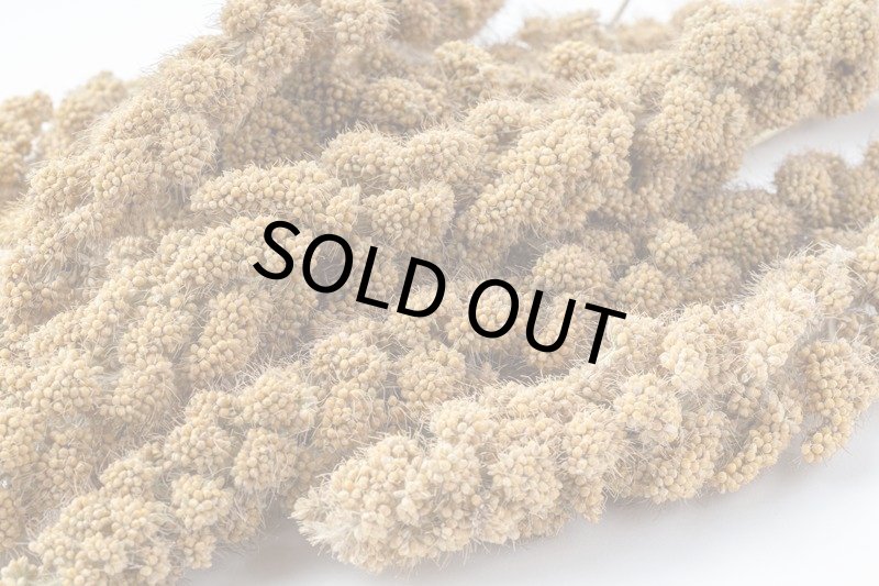 画像2: CAP! 鳥の餌 賞味期限2026/5/31 黒瀬ペットフードKTS-10 【長崎県産】国産 あわの穂 80g (2)