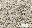 画像3: CAP! 鳥の餌 賞味期限2027/3/31　太陽と大地の恵み カナリーシード 130g (3)