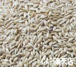 画像3: CAP! 鳥の餌 賞味期限2027/4/30　太陽と大地の恵み カナリーシード 130g (3)