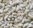 画像3: CAP! 鳥の餌 賞味期限2026/12/31太陽と大地の恵み サフラワーシード 100g (3)