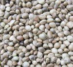 画像3: CAP! 鳥の餌 賞味期限2027/3/31 太陽と大地の恵み 麻の実 100g (3)