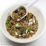画像2: CAP! 鳥の餌 賞味期限2027/1/31ペッズイシバシ スーパーバードシード オカメインコ 皮ツキタイプ 老鳥用 シニア (2)