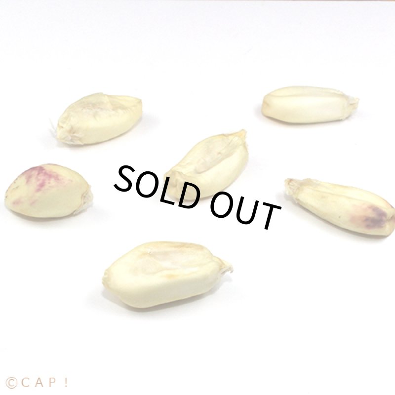 画像3: CAP! 鳥の餌 賞味期限2024/4/30 カンチャコーン　300ｇ（小袋） (3)