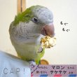 画像3: CAP! 鳥の餌 賞味期限2026/7/15 ラフィーバー ポップコーン オカメインコ 4oz (3)