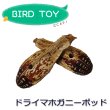 画像1: 【Parts】Mahogany Pod 1個 ※ポッド※★ (1)