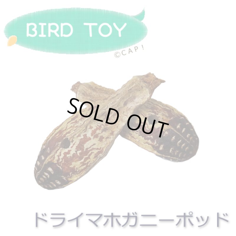 画像1: 【Parts】Mahogany Pod 10個入 ※まとめ買いポッド※★ (1)