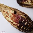 画像3: 【Parts】Mahogany Pod 1個 ※ポッド※★ (3)