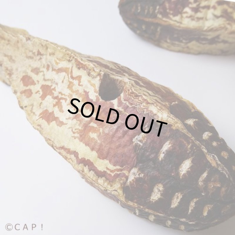 画像3: 【Parts】Mahogany Pod 10個入 ※まとめ買いポッド※★ (3)