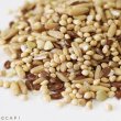 画像2: 賞味期限2026/6/30【TOP's Parrot Food】Napoleon’s Seed Mix 1#（453g） (2)