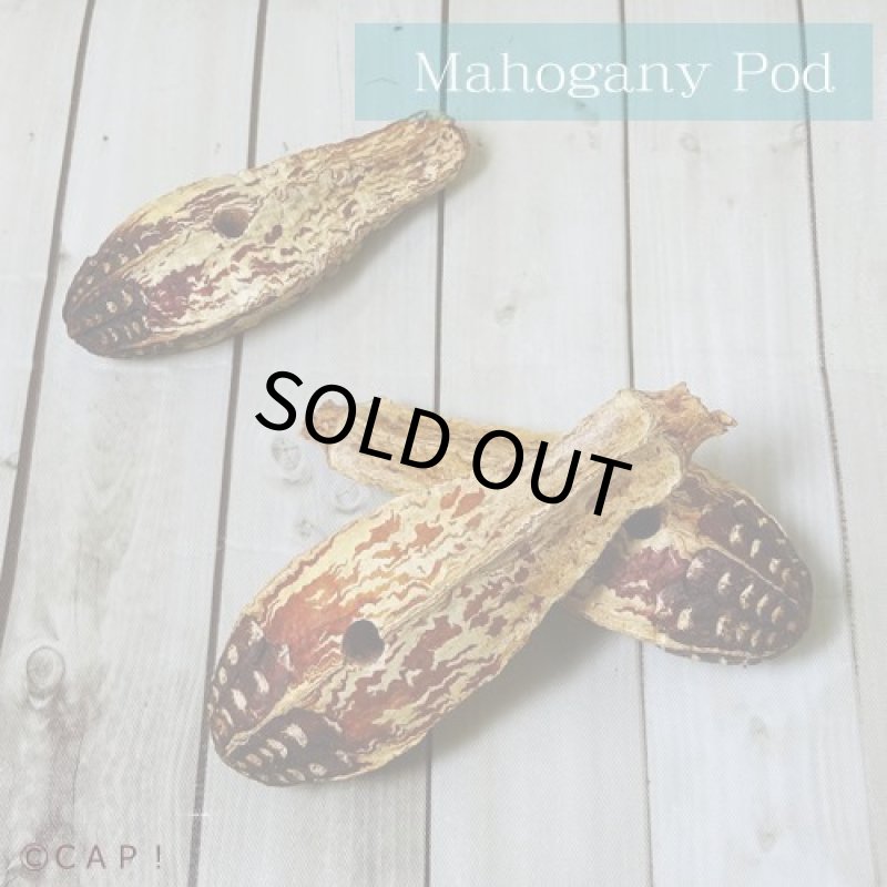 画像2: 【Parts】Mahogany Pod 10個入 ※まとめ買いポッド※★ (2)