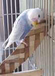 画像3: 【天然素材】Shredders Natural シュレッダー ナチュラル (3)