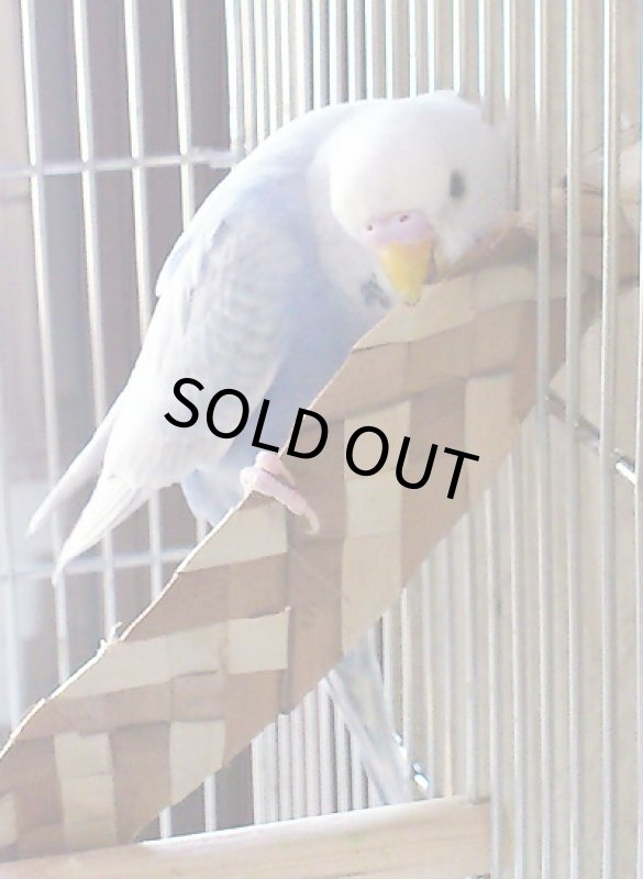 画像3: 【天然素材】Shredders Natural シュレッダー ナチュラル (3)